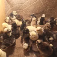 جوجه سلطان یک روزه