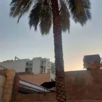بریدن نخل و درخت هرس نخل سمپاشی نخل|خدمات باغبانی و درختکاری|اهواز, نادری|دیوار