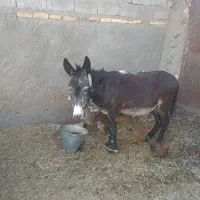 الاغ گله ای ،باربر،