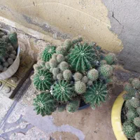 کاکتوس هندوانه ای و بچه زا|گل و گیاه طبیعی|تهران, مولوی|دیوار