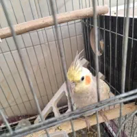 عروس هلندی|پرنده|مهریز, |دیوار