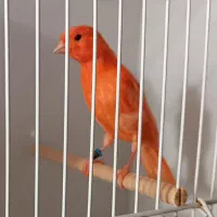 قناری رد فاکتور اورجینال