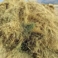 غذای دام