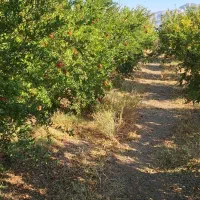 اجاره باغ انار|اجارهٔ دفتر صنعتی، کشاورزی، تجاری|دهاقان, |دیوار