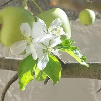 دامداری 200 راسی نقدی کندی سه راه گرمی