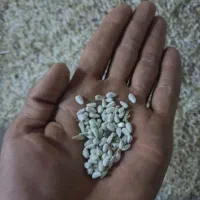دانه گلرنگ فروشی
