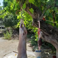 گوشت گوسفند وبره