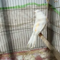 قناری ماده موزایکی