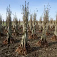 با نهال صنوبر، آینده مالی خود را سبز کنید|گل و گیاه طبیعی|مشگین شهر, |دیوار