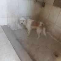 سگ پشمالو