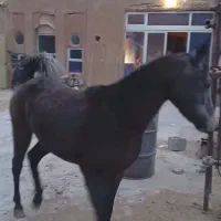 کره مادیان