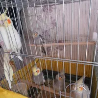 عروس هلندی جوجه جفت تکی