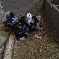 تخم مرغ گلین پنگوئن  نطفه دار|حیوانات مزرعه|قم, قلعه عموحسین|دیوار