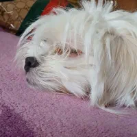 واگذاری سگشیتزو با شرایط