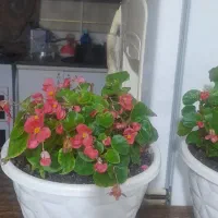 گل عروس  سه گلدون دونی 300