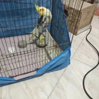 عروس هلندی مولد