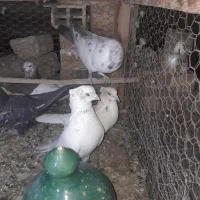 نر کل دم سیاه راوندی