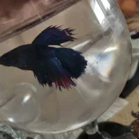 فایتر نر خوشگل مولد