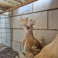 نیمچه خروس پولند بوف|حیوانات مزرعه|تهران, چهارصد دستگاه|دیوار