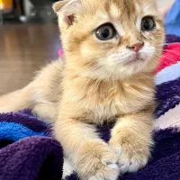 گربه اسکاتیش