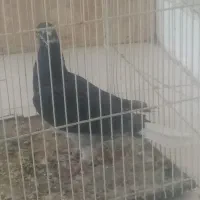 آلمانی دم سفید