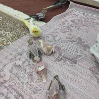 عروس هلندی|پرنده|قرچک, شهرک الحدید|دیوار