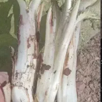 کنگر. تره کوهی