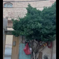 خانه اجاره ای