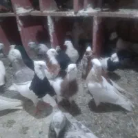کبوتر طوقی دم سفید مسافتی