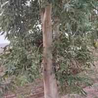 خریدار چوب‌ و درخت شما هستم|خدمات باغبانی و درختکاری|شیراز, شهرک مدرس|دیوار