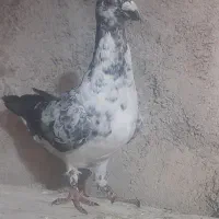 بزک