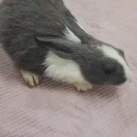 خرگوش ناز پشمالو|موش و خرگوش|رشت, حمیدیان|دیوار