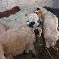 شهر الهایی