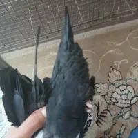 کبوتر. ماده بهبونی اصل.فساا|پرنده|شیراز, باهنر|دیوار