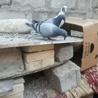 جوجه پلاکی مسافتی|پرنده|حمیدیه, |دیوار