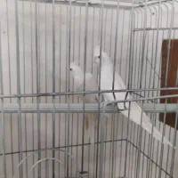 سالن پرنده|پرنده|آران و بیدگل, |دیوار