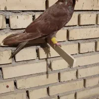 کبوتر سرخ ابادانی عتیقه