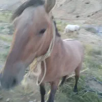 فروش فوری اسب|اسب و تجهیزات اسبسواری|گرگان, |دیوار