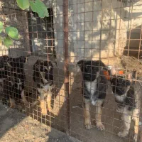 4 عدد سگ نر ژرمن شپرد 3 ماه|سگ|دلیجان, |دیوار