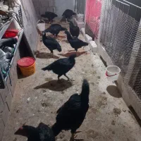 مرغ لاری۷ماهه