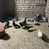 کفتر زاغ سبز رنگه