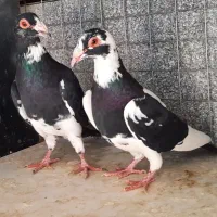 کبوتر آس پر فری وپلنگ سیاه|پرنده|گنبد کاووس, |دیوار