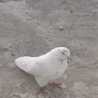 کبوتر اخمو پرش سنگین