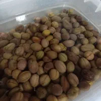 زیتون شور باهسته