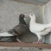 کبوتر نر و ماده