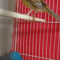 قناری مس خون|پرنده|گلبهار, نوبهار|دیوار