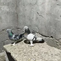 ترکیه و ابلاغ