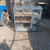 گنجه کبوتر|لوازم جانبی حیوانات|شیراز, شهرک کوشکک|دیوار