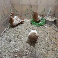 کبوتر سینه زرد