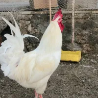 خروس|حیوانات مزرعه|درگهان, |دیوار